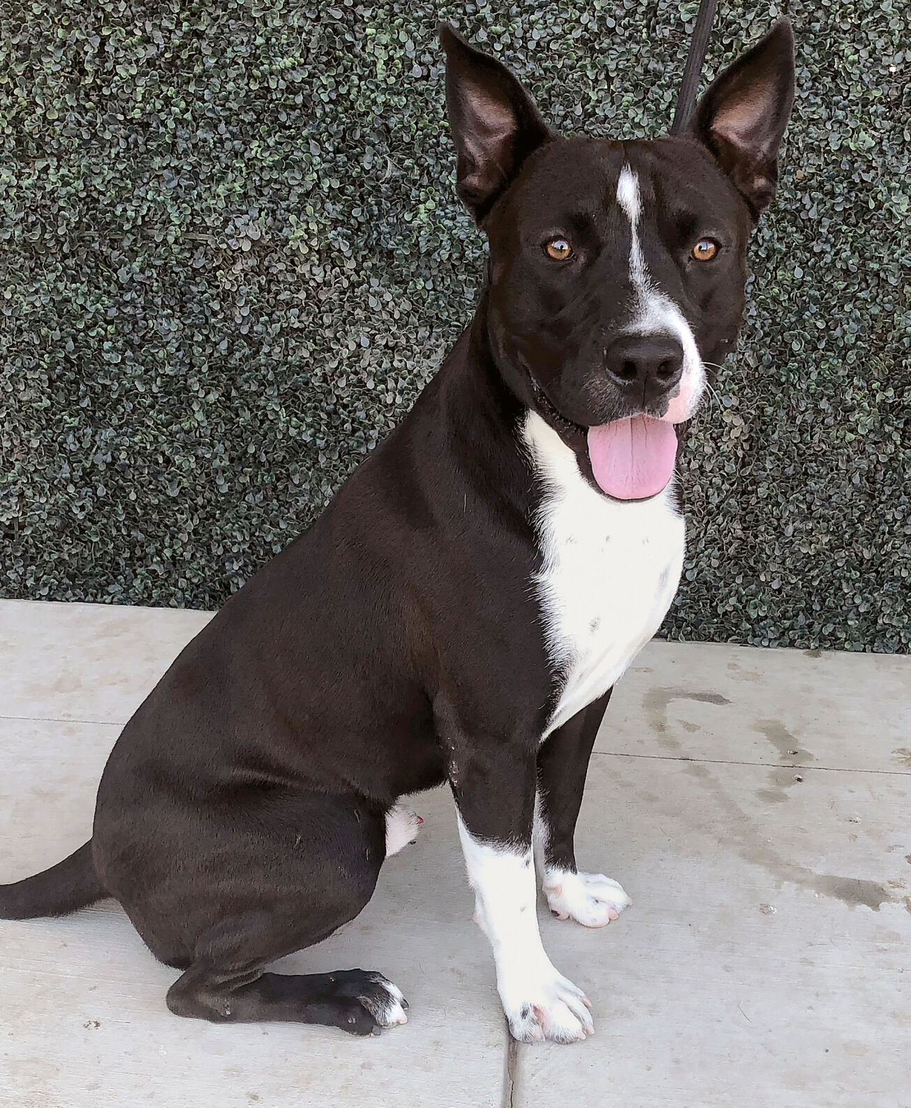 Kranos at the Tracy Animal Shelter